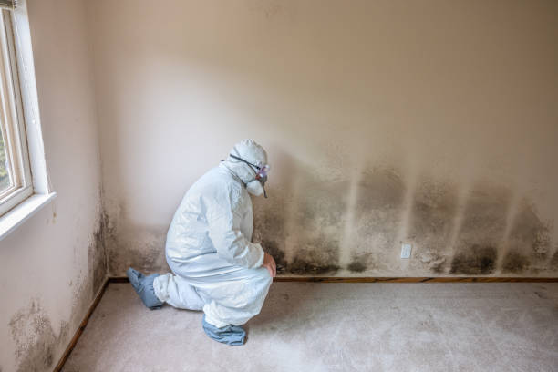 Crawl Space Mold Removal in Princeville, IL